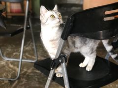 -猫猫幼稚园·撸猫·桌游·电玩