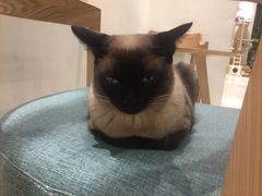 -藏猫猫咖啡主题馆(中央大道店)