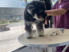 -宠颐生宠物医院·犬猫全科·皮肤科(商业街店)