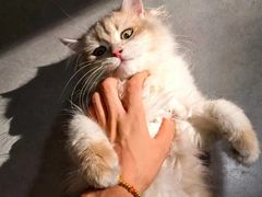 -琪喵猫屋·撸猫猫咖·猫舍