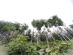 -卧龙自然保护区