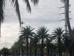 -万绿园