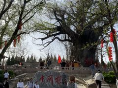 -大槐树寻根祭祖园
