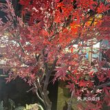 套餐一个人完全吃不完，还是一如既往的好吃，色香味俱全