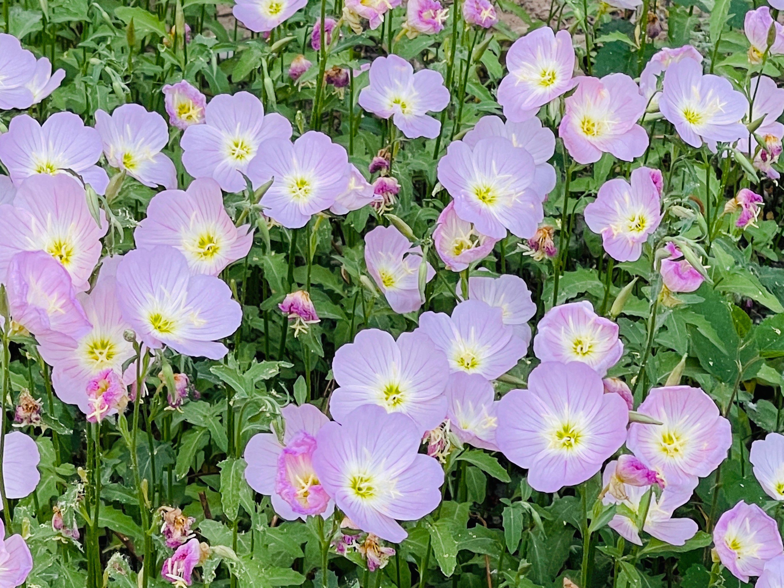 草坪鲜花美景图片图片