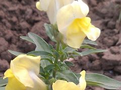 花-北京东方普罗旺斯薰衣草庄园