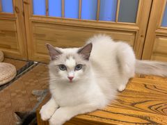 -浅草猫吧猫咖 购宠桌游 约会社交(红鼎国际名苑店)