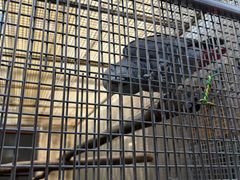 -观桥阁(锦溪店)