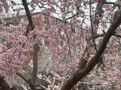 -桃花堤公园