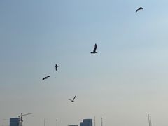 -天津金海湖