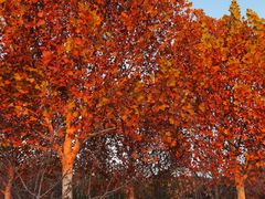 -北京西山国家森林公园