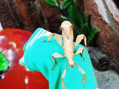 -上海大自然野生昆虫馆(东方明珠·爬宠昆虫探索中心)