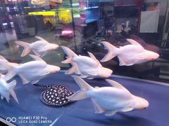 -中环花鸟鱼虫市场