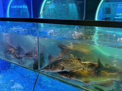 -鱼酷活鱼烤鱼(恒隆广场店)