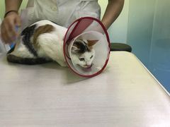 -佳怡动物医院·平价24小时·猫专科骨外科