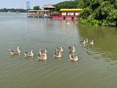 -海珠湖公园