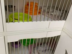 -东方名猫馆·英短金渐层布偶猫舍(环线广场1号楼店)