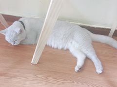 -李小姐の猫咖啡馆(五角场店)