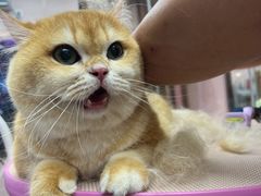 -FAELING PETS美天灵宠物(富力广场店)