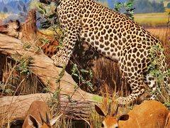 -陕西自然博物馆