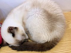 -Heymao猫咖.咖啡厅(东门店)