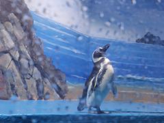 -青岛海底世界-水族馆