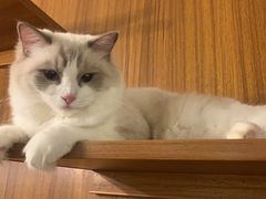 -喵园·猫主题咖啡厅·撸猫·猫咖(国贸店)