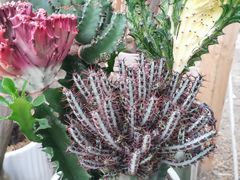 -三圣花乡旅游区