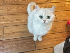 -宠颐生宠物医院·异宠猫科内科·诊疗中心宠巢店