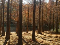 -广州市帽峰山景区