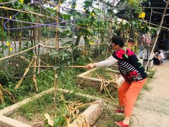 -马陆小张葡萄园农家乐