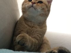 -猫大福·Fortune Cat猫舍(百子湾店)