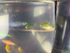 -中环花鸟鱼虫市场