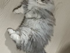 -纳吉亚猫专科动物医院·北北分院