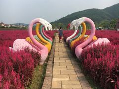 -美的鹭湖森林度假区