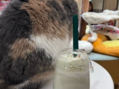 -滚猫咖啡·猫咖·猫友好撸猫(未来城店)