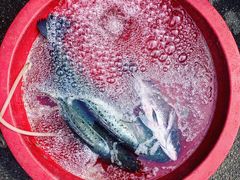 -芦潮港集贸市场