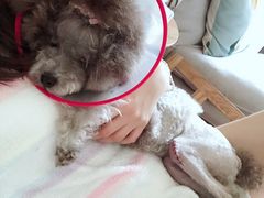 -宠颐生中康贝怡动物医院