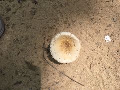 -日照海滨国家森林公园