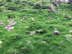 -企鹅岛