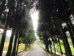 -武陵山森林公园