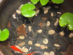 -曲水兰亭(北京四惠店)