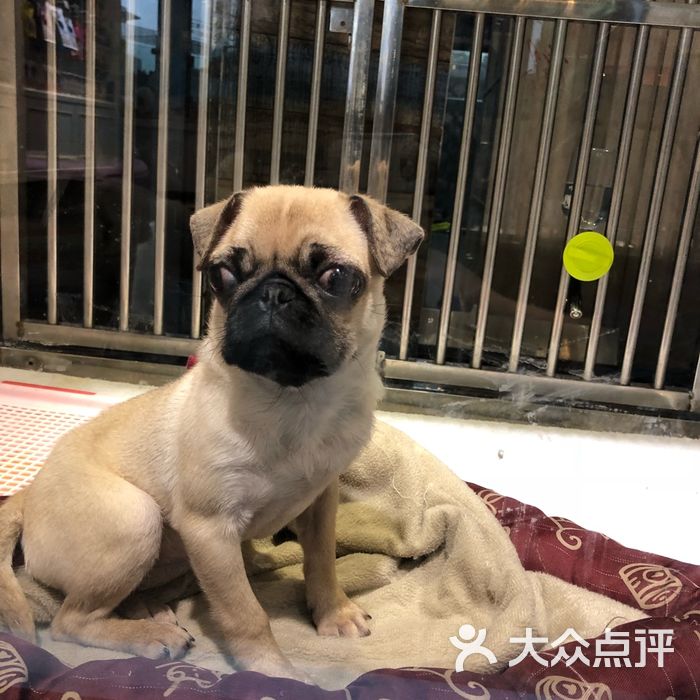 心之旅国际宠物会所