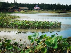 -东平国家森林公园