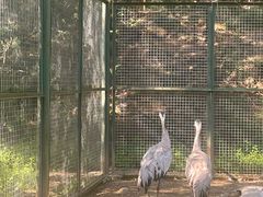 -青藏高原野生动物园