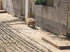 -合肥野生动物园