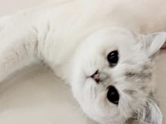 -鼓捣猫呢主题猫咖店