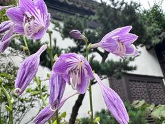 -上海醉白池公园