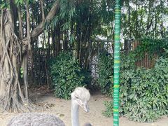 -广州长隆飞鸟乐园