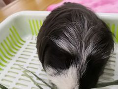 -藦茜花园宠物主题亲子互动体验馆(国顺东路店)